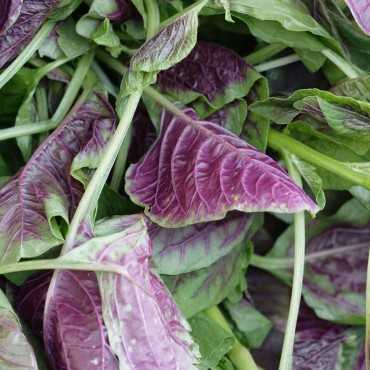 JC Garden V01 Vegetable...