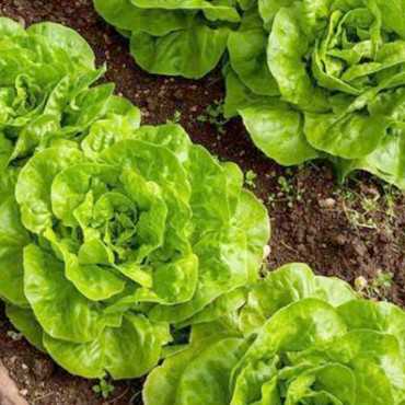 JC Garden V02 Vegetable...