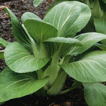 JC Garden V03 Vegetable...