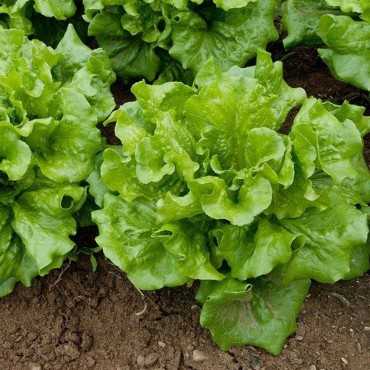 JC Garden V05 Vegetable...