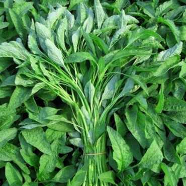 JC Garden V06 Vegetable...