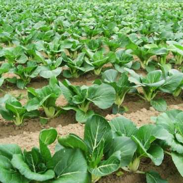 JC Garden V10 Vegetable...