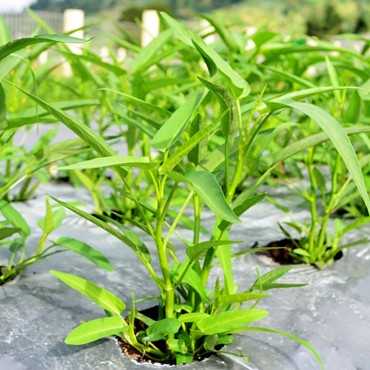 JC Garden V11 Vegetable...