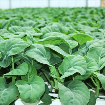 JC Garden V12 Vegetable...