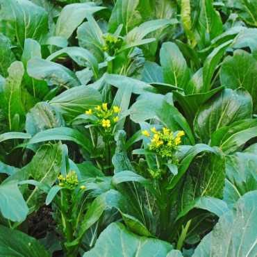 JC Garden V13 Vegetable...