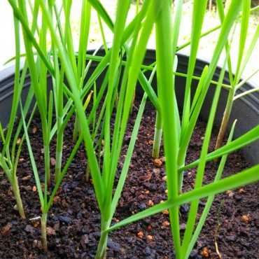 JC Garden V16 Vegetable...