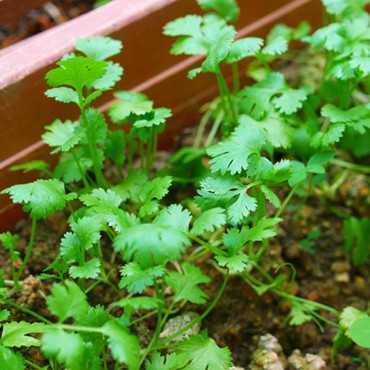 JC Garden V17 Vegetable...