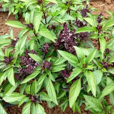 JC Garden V20 Vegetable...