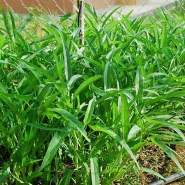 JC Garden V22 Vegetable...