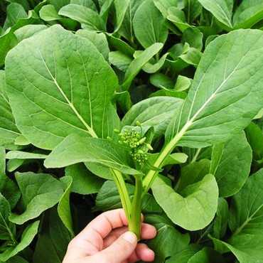 JC Garden V29 Vegetable...