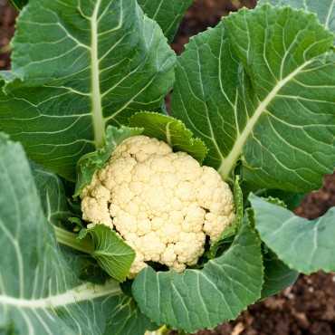 JC Garden V32 Vegetable...