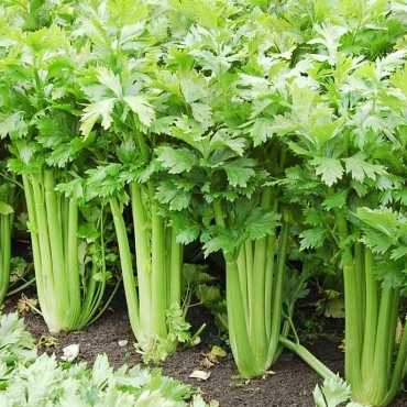 JC Garden V33 Vegetable...