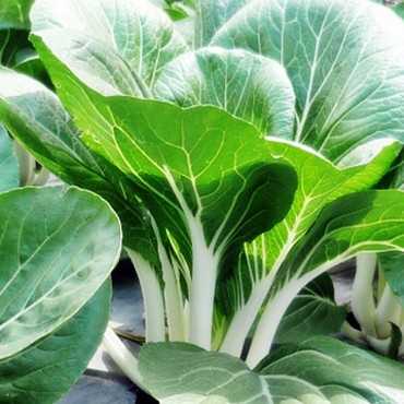 JC Garden V34 Vegetable...