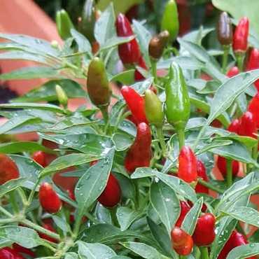 JC Garden K52 Vegetable...