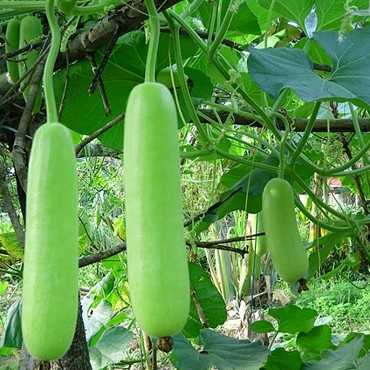 JC Garden K60 Vegetable...