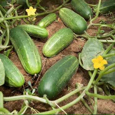 JC Garden K67 Vegetable...