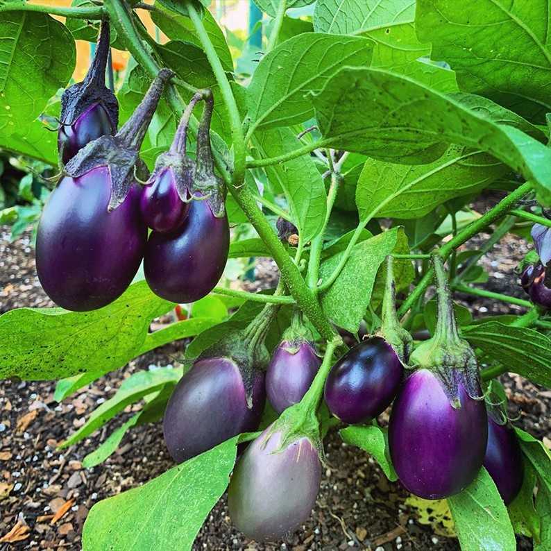 JC Garden K68 Vegetable Seed Round Eggplant Terong Bulat  