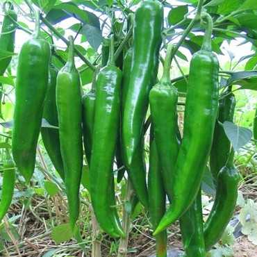 JC Garden K70 Vegetable...