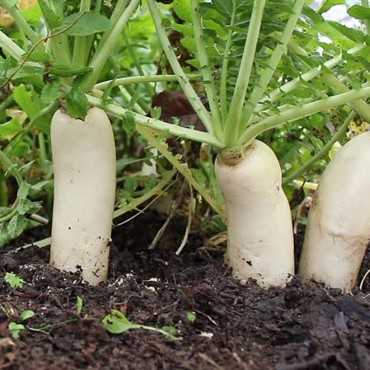 JC Garden K71 Vegetable...