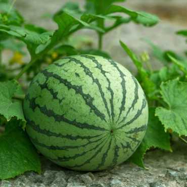 JC Garden K72 Vegetable...