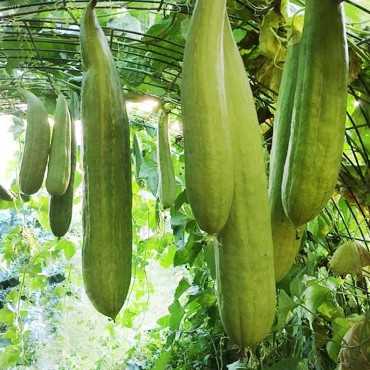 JC Garden K69 Vegetable...