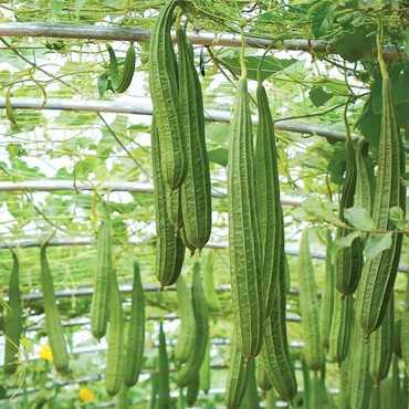 JC Garden K73 Vegetable...