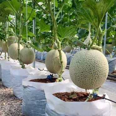 JC Garden K74 Vegetable...