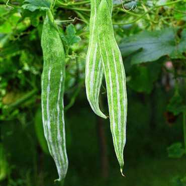 JC Garden K75 Vegetable...